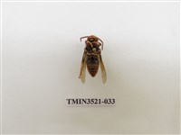 藏品(黃腳虎頭蜂)的圖片